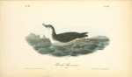 Manks Shearwater, Male