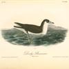 Dusky Shearwater, Male in Spring