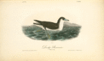 Dusky Shearwater, Male in Spring