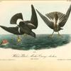 Wilson's Petrel -- Mother Carey's chicken, 1. Male 2. Female