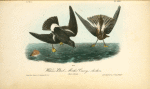 Wilson's Petrel -- Mother Carey's chicken, 1. Male 2. Female