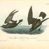 Least Petrel -- Mother Carey's chicken, 1. Male 2. Female