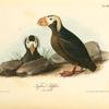 Tufted Puffin, 1. Male 2 Female