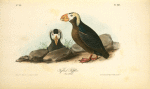 Tufted Puffin, 1. Male 2 Female