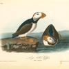 Large-billed Puffin, 1. Male 2 Female