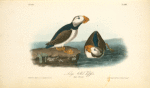 Large-billed Puffin, 1. Male 2 Female