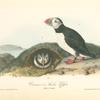 Common or Arctic Puffin, 1. Male 2 Female