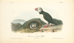 Common or Arctic Puffin, 1. Male 2 Female