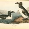 Great Auk, Adult