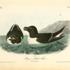 Razor-billed Auk, 1. Male 2. Female