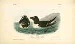 Razor-billed Auk, 1. Male 2. Female