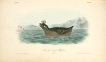 Curled-crested Phaleris, Adult