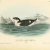 Knobbed-billed Phaleris, Adult