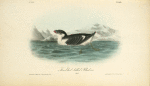 Knobbed-billed Phaleris, Adult