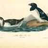 Little Auk. -- Sea dove, 1. Male 2. Female