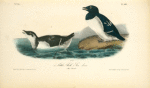 Little Auk. -- Sea dove, 1. Male 2. Female