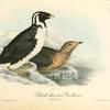 Black-throated Guillemot, 1. Adult 2. Young