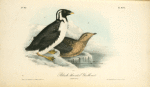 Black-throated Guillemot, 1. Adult 2. Young
