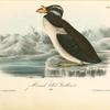Horned-billed Guillemot, Adult