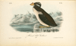 Horned-billed Guillemot, Adult