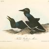 Foolish Guillemot -- Murre, 1. Male 2. Female