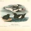 Black Guillemo,. 1. Adult, Summer Plumage 2. Adult in Winter 3.Young