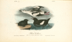 Black Guillemo,. 1. Adult, Summer Plumage 2. Adult in Winter 3.Young