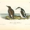 Slender-billed Guillemot, 1. Male 2. Female