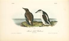 Index