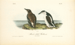Slender-billed Guillemot, 1. Male 2. Female