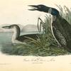 Great North Diver -- Loon, 1. Adult 2. Young in Winter