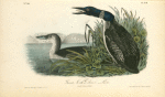 Great North Diver -- Loon, 1. Adult 2. Young in Winter
