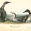 Black-throated Diver, 1. Male 2. Female 3. Young in October