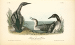 Black-throated Diver, 1. Male 2. Female 3. Young in October