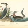 Red-throated Diver, 1. Male, Summer Plumage 2. Do Winter. 3. Female 4. Young