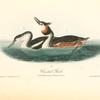 Crested Grebe, 1. Adult Male in Spring 2. Young (first Winter)