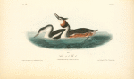 Crested Grebe, 1. Adult Male in Spring 2. Young (first Winter)