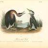 Red-necked Grebe, 1. Adult Male, Spring Plumage. 2. Young, Winter Plumage