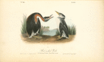 Red-necked Grebe, 1. Adult Male, Spring Plumage. 2. Young, Winter Plumage