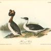 Horned Grebe, 1. Adult Male 2. Female in Winter