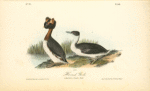 Horned Grebe, 1. Adult Male 2. Female in Winter