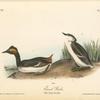 Eared Grebe, 1. Male 2. Young, first Year