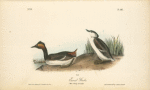 Eared Grebe, 1. Male 2. Young, first Year