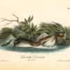 Pied-biled Dobchick, 1. Male 2. Female