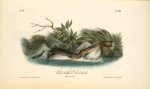 Pied-biled Dobchick, 1. Male 2. Female