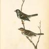 Harris's Finch, 1. Adult Male 2. Young Female