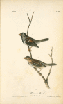 Harris's Finch, 1. Adult Male 2. Young Female