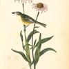 Bell's Vireo, Male (Rattle-snake Root)