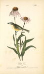 Bell's Vireo, Male (Rattle-snake Root)