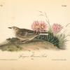 Sprague's Missouri Lark, Male